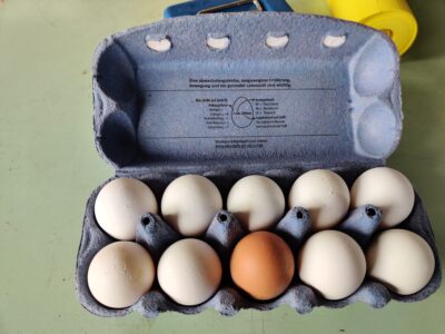 Eier aus Freilandhaltung